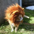 /album/%e7%b6%b2%e8%b7%af%e7%9b%b8%e7%b0%bf/%e7%8d%85%e5%ad%90%e8%b2%93-jpg/