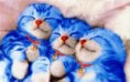 /album/%e6%b8%ac%e8%a9%a6/%e5%81%bd%e6%a9%9f%e5%99%a8%e8%b2%93-jpg/