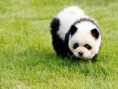/album/%e6%b8%ac%e8%a9%a6/%e9%ac%86%e7%8d%85%e7%8a%ac%e7%86%8a%e8%b2%93-jpg/